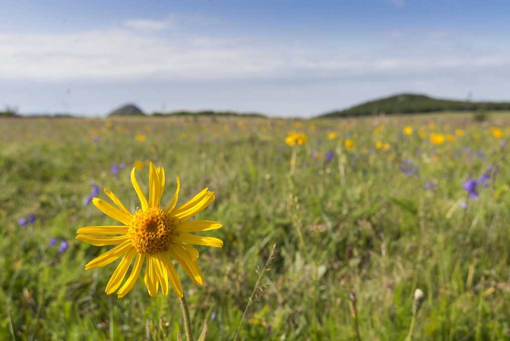 Povestea unei "dive" - Arnica montana